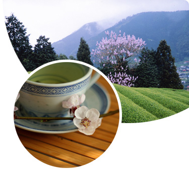 Why Shizuoka Tea