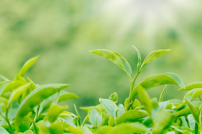 How to Import Organic Japanese Tea to Hong Kong