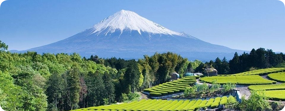 Why Shizuoka Green Tea?