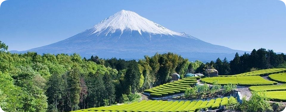 The Matcha in polvere Shizuoka